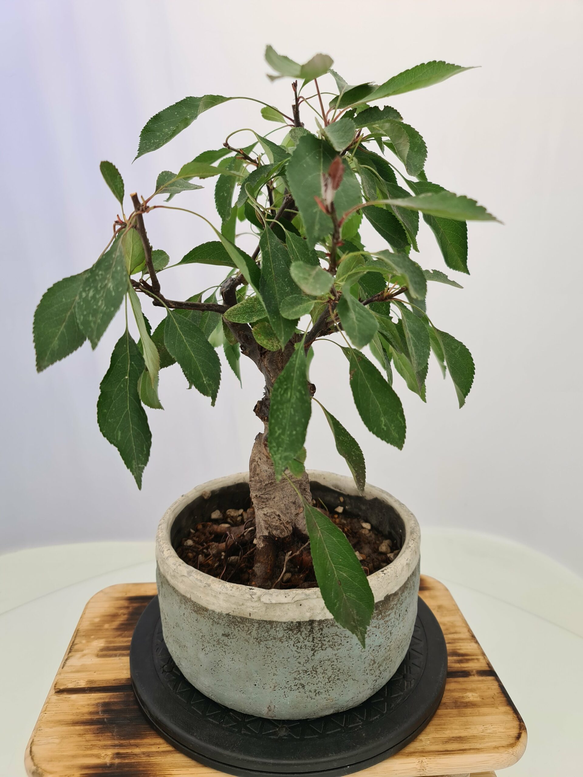 Malus 'Dolgo' - Bilde 7