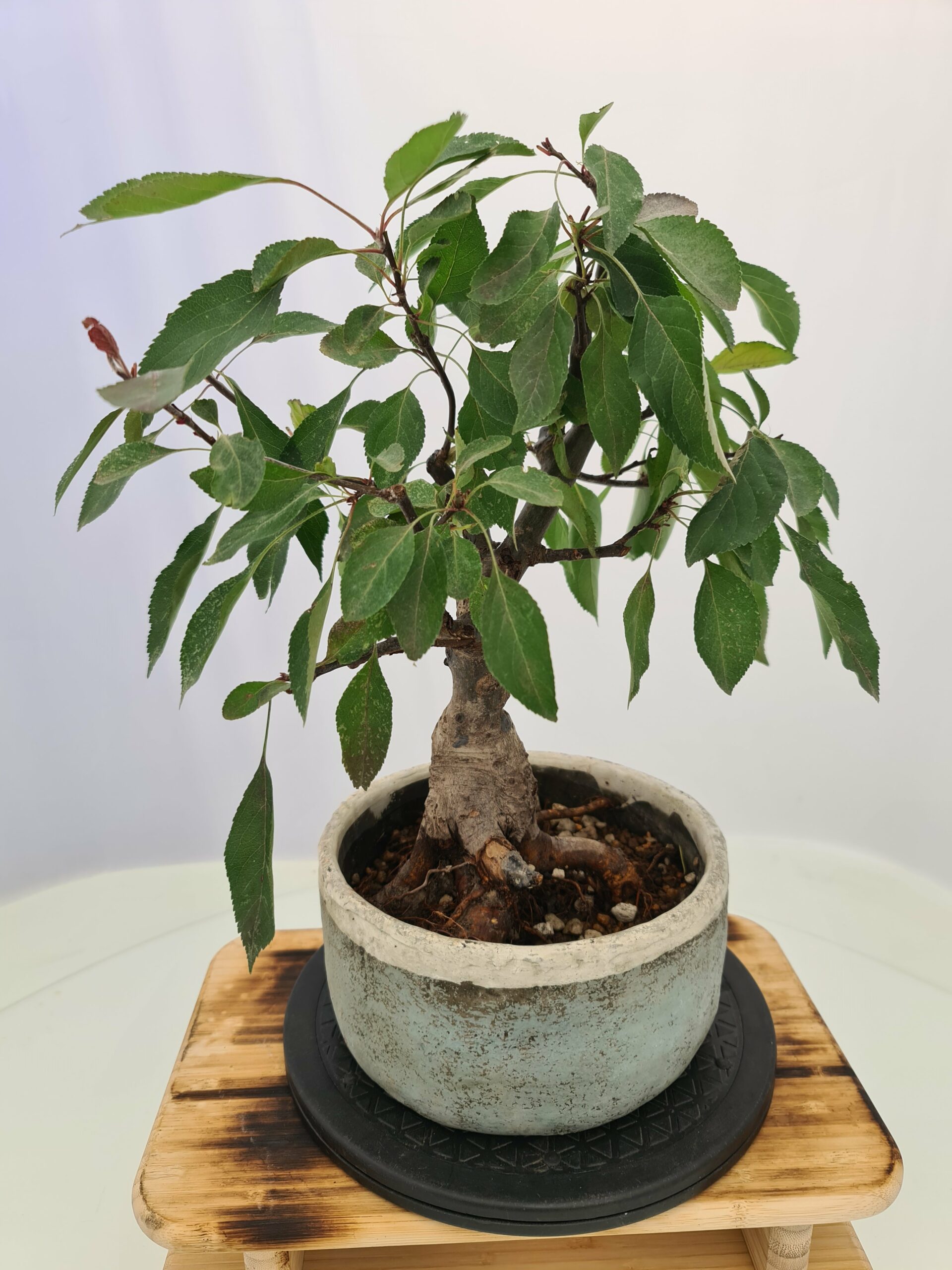 Malus 'Dolgo' - Bilde 8