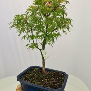 Acer Palm "Wilsons Pink Dwarf"